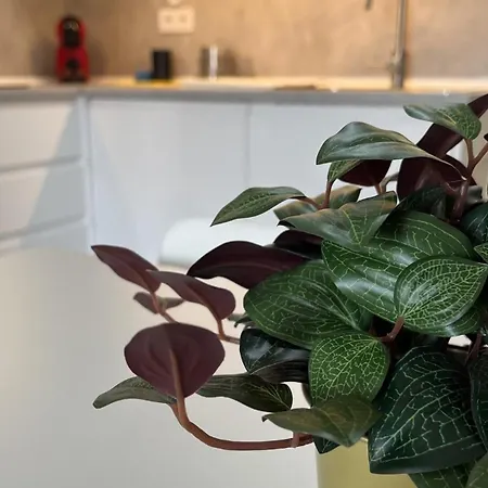 Casa Marysol アパート *